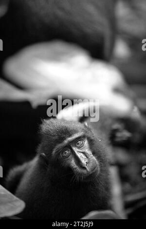 Ein Jungtier von Sulawesi-Schwarzhaubenmakaken (Macaca nigra) starrt während des Fotografierens in die Kamera, während er auf Waldgrund im Tangkoko Nature Reserve, Nord-Sulawesi, Indonesien, sitzt. Ein kürzlich von einem Team von Wissenschaftlern unter der Leitung von Marine Joly durchgeführter Bericht zeigt, dass die Temperatur im Tangkoko-Wald steigt. „Zwischen 2012 und 2020 stiegen die Temperaturen im Wald um bis zu 0,2 Grad Celsius pro Jahr an, und die Fruchtfülle insgesamt ging um 1 Prozent pro Jahr zurück“, schrieben sie im International Journal of Primatology. Stockfoto