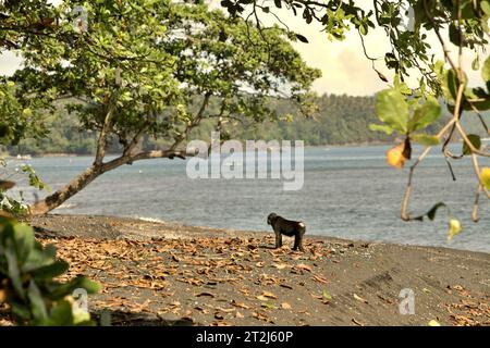 Am Sandstrand des Naturparks Tangkoko/Batuputih, der sich in Bitung, Nord-Sulawesi, Indonesien befindet, findet sich ein Kammpapaken (Macaca nigra). Ein kürzlich von einem Team von Wissenschaftlern unter der Leitung von Marine Joly durchgeführter Bericht zeigt, dass die Temperatur im Tangkoko-Wald steigt. „Zwischen 2012 und 2020 stiegen die Temperaturen im Wald um bis zu 0,2 Grad Celsius pro Jahr an, und die Fruchtfülle insgesamt ging um 1 Prozent pro Jahr zurück“, schrieben sie im International Journal of Primatology. Es gibt schnell wachsende Beweise für die negativen Auswirkungen von hohen Temperaturen auf das Verhalten, die Physiologie,... Stockfoto