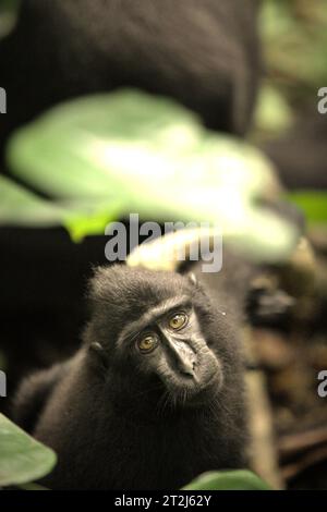 Ein Jungtier von Sulawesi-Schwarzhaubenmakaken (Macaca nigra) starrt während des Fotografierens in die Kamera, während er auf Waldgrund im Tangkoko Nature Reserve, Nord-Sulawesi, Indonesien, sitzt. Ein kürzlich von einem Team von Wissenschaftlern unter der Leitung von Marine Joly durchgeführter Bericht zeigt, dass die Temperatur im Tangkoko-Wald steigt. „Zwischen 2012 und 2020 stiegen die Temperaturen im Wald um bis zu 0,2 Grad Celsius pro Jahr an, und die Fruchtfülle insgesamt ging um 1 Prozent pro Jahr zurück“, schrieben sie im International Journal of Primatology. Stockfoto