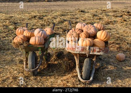 Die zwei Holzkarren, die von orangefarbenen Kürbissen überflutet werden, spielen auf einem grasbewachsenen Feld. Stockfoto