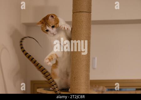 ingwerkatze will die Feder fangen Stockfoto