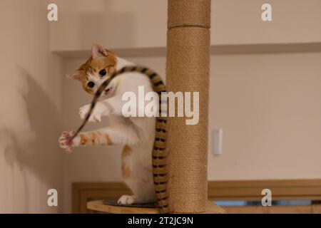 ingwerkatze will die Feder fangen Stockfoto