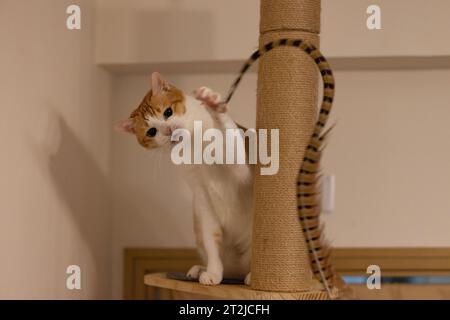 ingwerkatze will die Feder fangen Stockfoto