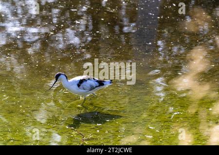 Avocet. Slimbridge WWT. Stockfoto