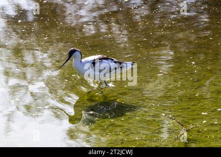 Avocet. Slimbridge WWT. Stockfoto