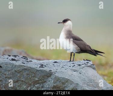 Arktische Skua auf Felsen in Lavafeld und Tundra, Island, Stercorarius parasiticus Stockfoto