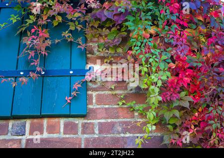 Bunte Herbstblätter auf Ziegelmauer - Herbsthintergrund Stockfoto