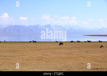 Riesige kirgisische Steppe in der Nähe des Songkol-Sees. Berge im Hintergrund in Kirgisistan Stockfoto