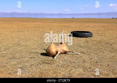 Lederpuppe anstelle von Ziegenkadaver, die für das traditionelle Pferdespiel kok boru in Kirgisistan verwendet wird Stockfoto