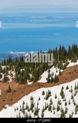 Hurricane Ridge in Olympic Nationalpark Stockfoto