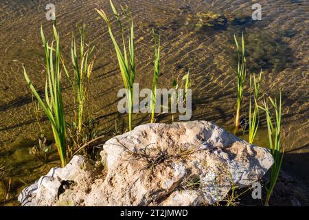 Großer Kalkstein am Ufer eines Teichs Stockfoto