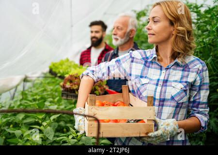 Ein Team aus multikulturellen männlichen und weiblichen Landwirten, die in ökologischem Landbau ernten und arbeiten Stockfoto