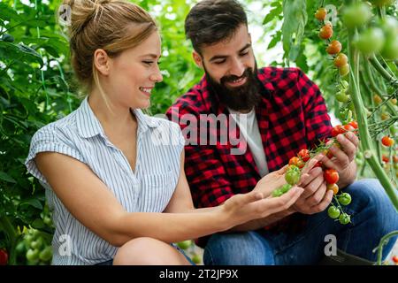 Erfolgreiche Bauernfamilie, Paar, das sich mit dem Anbau von Bio-Gemüse in Gewächshäusern beschäftigt, Tomaten Stockfoto