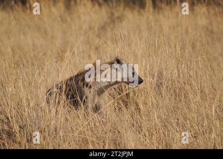 Diese gefleckte Hyäne hatte Aas gefunden, die sie aß, beobachtete aber häufig ihre Umgebung auf Gefahr. Stockfoto