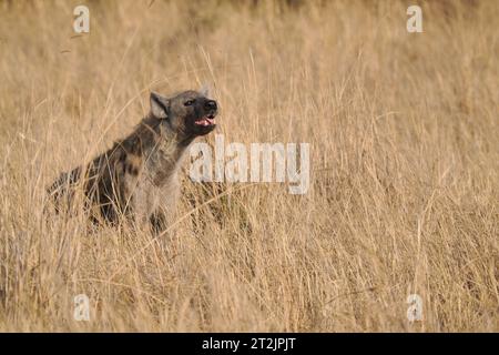 Diese gefleckte Hyäne hatte Aas gefunden, die sie aß, beobachtete aber häufig ihre Umgebung auf Gefahr. Stockfoto