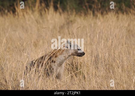 Diese gefleckte Hyäne hatte Aas gefunden, die sie aß, beobachtete aber häufig ihre Umgebung auf Gefahr. Stockfoto