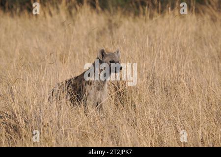 Diese gefleckte Hyäne hatte Aas gefunden, die sie aß, beobachtete aber häufig ihre Umgebung auf Gefahr. Stockfoto