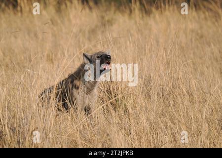 Diese gefleckte Hyäne hatte Aas gefunden, die sie aß, beobachtete aber häufig ihre Umgebung auf Gefahr. Stockfoto