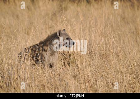 Diese gefleckte Hyäne hatte Aas gefunden, die sie aß, beobachtete aber häufig ihre Umgebung auf Gefahr. Stockfoto