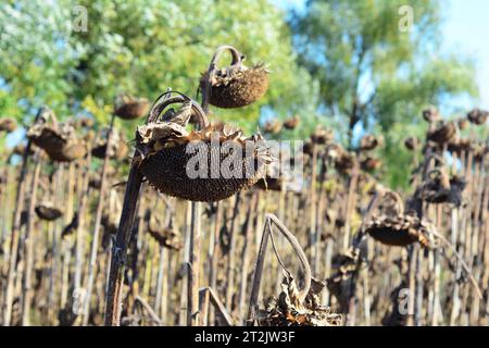 Getrocknete Sonnenblumenköpfe auf dem Sonnenblumenfeld. Stockfoto