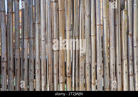 Zaun mit spanischen Rohrstielen gebaut. Nahaufnahme Stockfoto