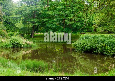 Saintfield, County Down, Nordirland, 16. Juli 2023 - der Teich in Rowallane mit Bäumen, die sich im Wasser spiegeln Stockfoto