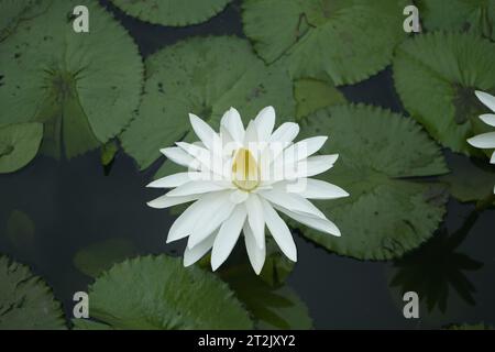 Schöne Lotusblume im Teich. Dieser Teich befindet sich im Parimal Garden Ahmedabad. Stockfoto