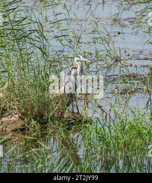 Der Graureiher Ardea cinerea stand am Rande von Feuchtgebieten am Flussufer in Rasen Stockfoto