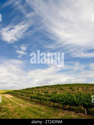 Leuchtend grüne Weinberge verstreuen die sanften Hügel von Walla Walla, Washington, unter einem blauen Himmel voller weißer, schimmernder Wolken. Stockfoto