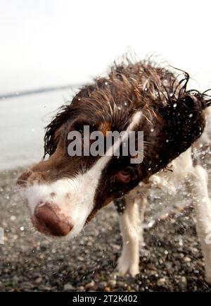 Ein brauner und weißer Hund schüttelt ab, nachdem er einen Stock gefunden hat, der ins Meer geworfen wurde. Stockfoto