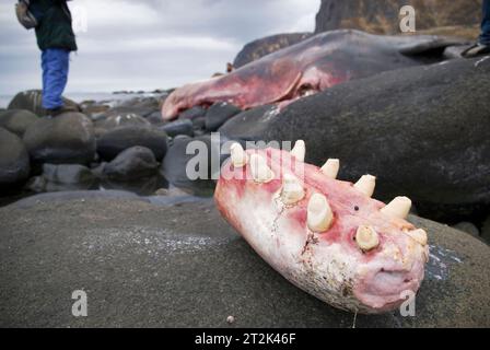 Abgesägte Kieferpartie von Pottwalen (Physeter macrocephalus) zur Zahnentnahme, Lofoten, Norwegen Stockfoto