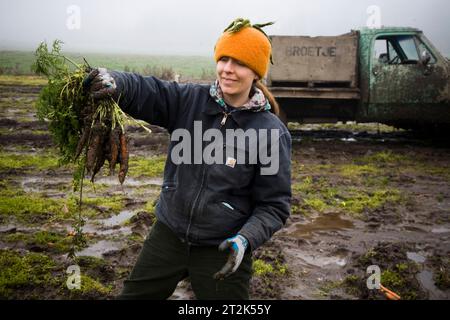 Ein Landwirt auf einer Bio-Farm pflückt Karotten an einem nebeligen Tag. Stockfoto