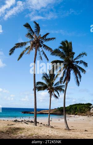 Ein Strand zieht Touristen an, während Palmen unter blauem Himmel im Wind wehen. Stockfoto