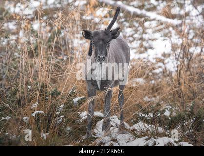 Rentiere im Schnee im Wald Stockfoto