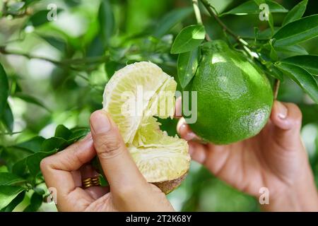 Nahaufnahme einer Hand, die die Frucht Citrus reticulata Blanco am Baum hält Stockfoto