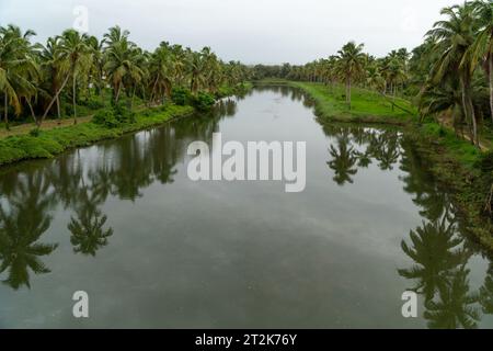 Blick aus einem hohen Winkel auf einen wunderschönen Fluss mit Kokospalmen an den Ufern an einem bewölkten Monsuntag. Stockfoto