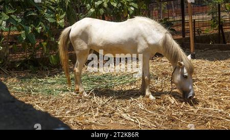 Ein weißes Pferd aß Gras auf seinem Land Stockfoto