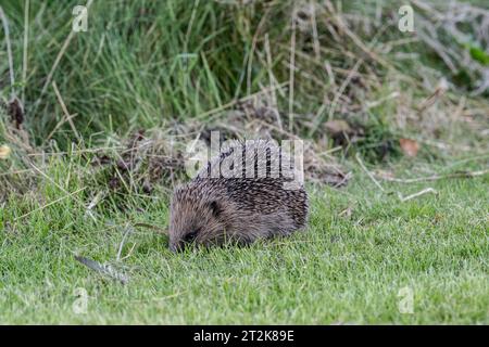 Igel, Erinaceus europaeus, am Rasenrand Stockfoto