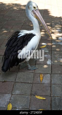 Pelicaner haben lange Schnäbel und Beutel Stockfoto