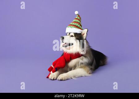 Niedlicher sibirischer Husky-Hund, der Weihnachtsmütze und -Schal in isoliertem lila Farb-Studio-Hintergrund trägt Stockfoto