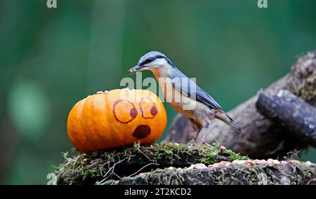 Nuthatch und der Kürbis Stockfoto