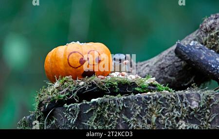 Nuthatch und der Kürbis Stockfoto