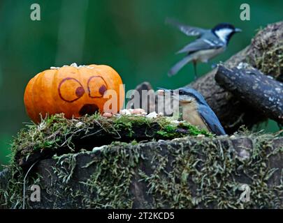 Nuthatch und der Kürbis Stockfoto