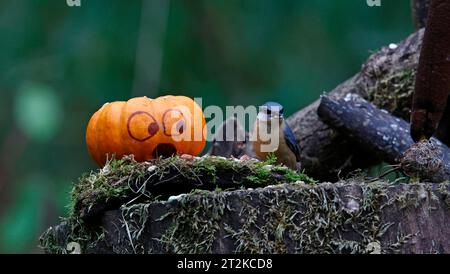 Nuthatch und der Kürbis Stockfoto