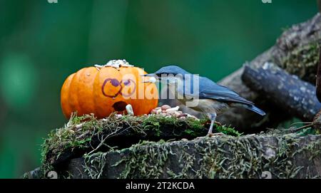 Nuthatch und der Kürbis Stockfoto