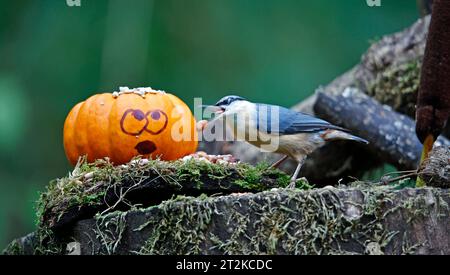 Nuthatch und der Kürbis Stockfoto