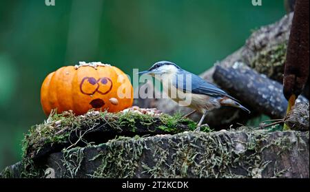 Nuthatch und der Kürbis Stockfoto