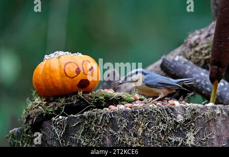 Nuthatch und der Kürbis Stockfoto