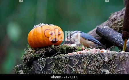 Nuthatch und der Kürbis Stockfoto