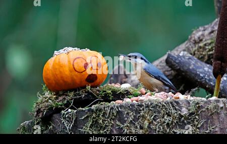 Nuthatch und der Kürbis Stockfoto